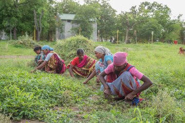 Amravati, Maharashtra, Hindistan, Temmuz - 5, 2017: Tarlada çalışan kimliği belirsiz kadın işçi, parkta bahçe işçisi, istenmeyen çimenleri kesen kadın.