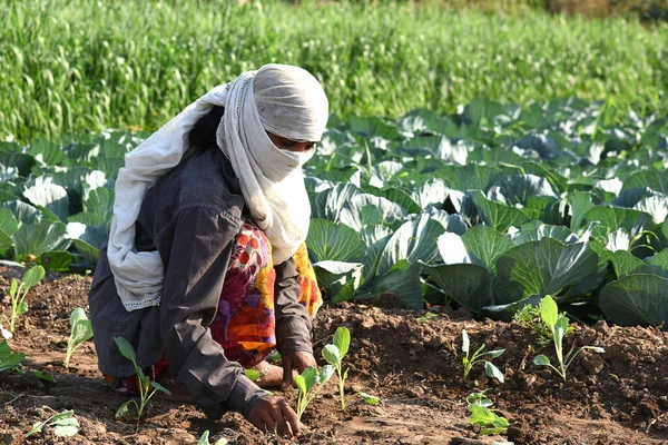 Amravati, Maharashtra, Hindistan, 3 Şubat 2017: Kimliği belirlenemeyen Hintli tarım işçisi tarlaya lahana ekiyor ve organik çiftlikte bir avuç lahana tutuyor..
