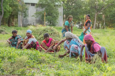Amravati, Maharashtra, Hindistan, Temmuz - 5, 2017: Tarlada çalışan kimliği belirsiz kadın işçi, parkta bahçe işçisi, istenmeyen çimenleri kesen kadın.