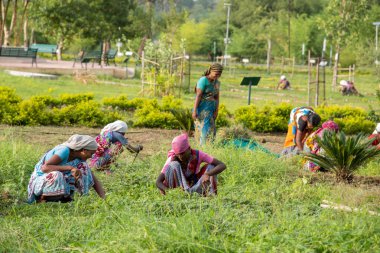 Amravati, Maharashtra, Hindistan, Temmuz - 5, 2017: Tarlada çalışan kimliği belirsiz kadın işçi, parkta bahçe işçisi, istenmeyen çimenleri kesen kadın.
