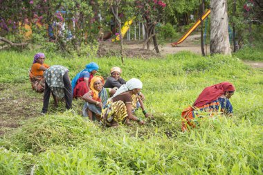 Amravati, Maharashtra, Hindistan, Temmuz - 5, 2017: Tarlada çalışan kimliği belirsiz kadın işçi, parkta bahçe işçisi, istenmeyen çimenleri kesen kadın.