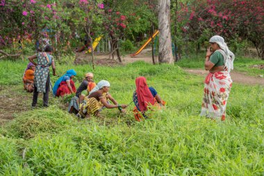 Amravati, Maharashtra, Hindistan, Temmuz - 5, 2017: Tarlada çalışan kimliği belirsiz kadın işçi, parkta bahçe işçisi, istenmeyen çimenleri kesen kadın.