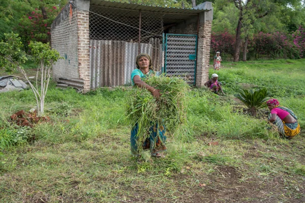 Amravati, Maharashtra, Hindistan, Temmuz - 5, 2017: Tarlada çalışan kimliği belirsiz kadın işçi, parkta bahçe işçisi, istenmeyen çimenleri kesen kadın.