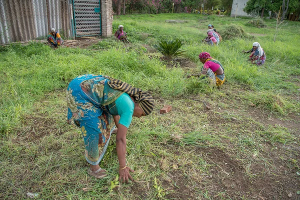 Amravati, Maharashtra, Hindistan, Temmuz - 5, 2017: Tarlada çalışan kimliği belirsiz kadın işçi, parkta bahçe işçisi, istenmeyen çimenleri kesen kadın.