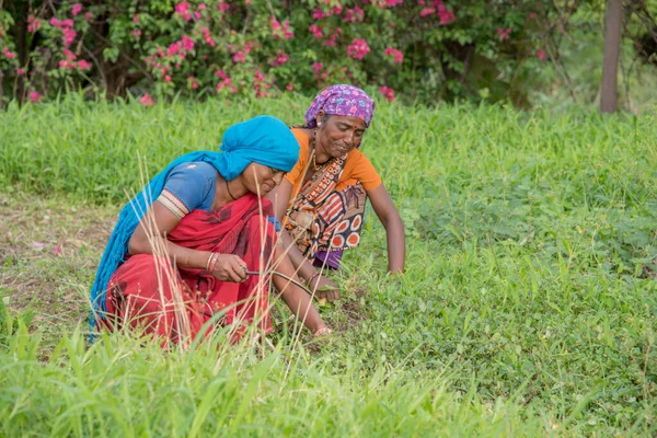 Amravati, Maharashtra, India, July - 5, 2017: Unidentified woman worker working in the field, planting scene at park, women worker cutting unwanted grass from garden. — 图库照片