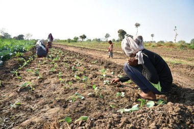 Amravati, Maharashtra, Hindistan, 3 Şubat 2017: Kimliği belirlenemeyen Hintli tarım işçisi tarlaya lahana ekiyor ve organik çiftlikte bir avuç lahana tutuyor..