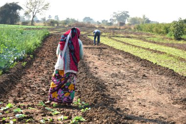 Amravati, Maharashtra, Hindistan, 3 Şubat 2017: Kimliği belirlenemeyen Hintli tarım işçisi tarlaya lahana ekiyor ve organik çiftlikte bir avuç lahana tutuyor..