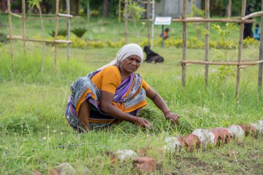 Amravati, Maharashtra, Hindistan, Temmuz - 5, 2017: Tarlada çalışan kimliği belirsiz kadın işçi, parkta bahçe işçisi, istenmeyen çimenleri kesen kadın.