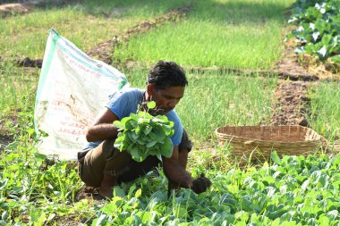 Amravati, Maharashtra, Hindistan, 3 Şubat 2017: Kimliği belirlenemeyen Hintli tarım işçisi tarlaya lahana ekiyor ve organik çiftlikte bir avuç lahana tutuyor..