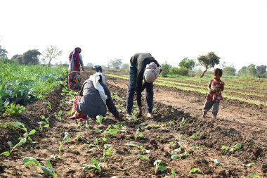 Amravati, Maharashtra, Hindistan, 3 Şubat 2017: Kimliği belirlenemeyen Hintli tarım işçisi tarlaya lahana ekiyor ve organik çiftlikte bir avuç lahana tutuyor..