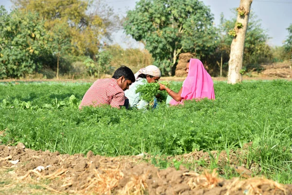 AMRAVATI, MAHARASHTRA, ÍNDIA, 3 DE FEVEREIRO DE 2017: trabalhador agrícola indiano não identificado colhendo coentro verde e segurando um monte de mãos na fazenda orgânica . — Fotografia de Stock