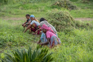 Amravati, Maharashtra, Hindistan, Temmuz - 5, 2017: Tarlada çalışan kimliği belirsiz kadın işçi, parkta bahçe işçisi, istenmeyen çimenleri kesen kadın.