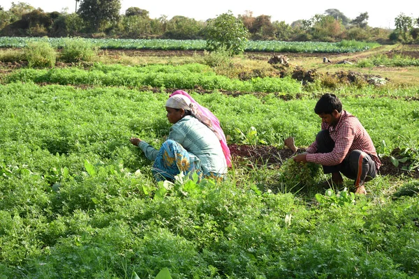 Amravati, Maharashtra, Hindistan, 3 Şubat 2017: Kimliği belirsiz Hintli tarım işçisi yeşil kişniş biçiyor ve organik çiftlikte el ele tutuşuyor.. — Stok fotoğraf