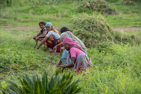 AMRAVATI, MAHARASHTRA, INDIA, JULIO - 5, 2017: Trabajadora no identificada trabajando en el campo, escena de jardinería en el parque, trabajadora cortando hierba no deseada del jardín . — Foto de Stock