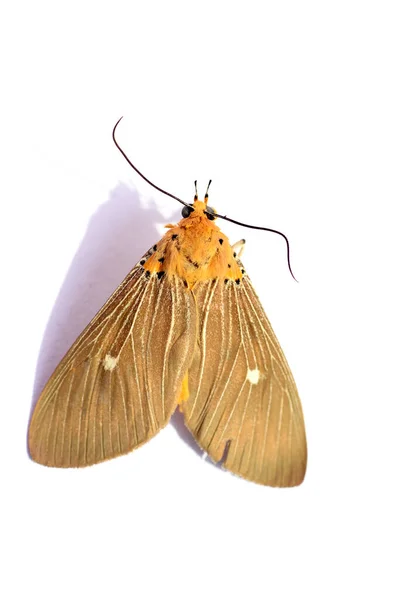 Un papillon mort sur fond blanc — Photo