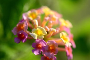 Çok renkli (Renkli) Lantana çiçekleri. Güzel Renkli Çalı Çiçeği, Ağlayan Lantana,