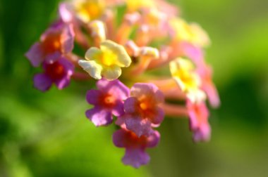 Çok renkli (Renkli) Lantana çiçekleri. Güzel Renkli Çalı Çiçeği, Ağlayan Lantana,