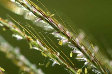 Çim, şube yaprakları ve güzel bahar çiçekleri ile bulanıklık