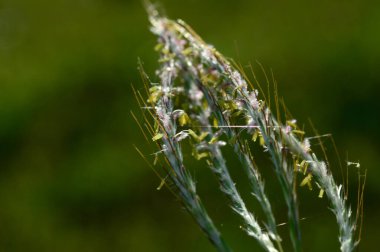 Çim, şube yaprakları ve güzel bahar çiçekleri ile bulanıklık