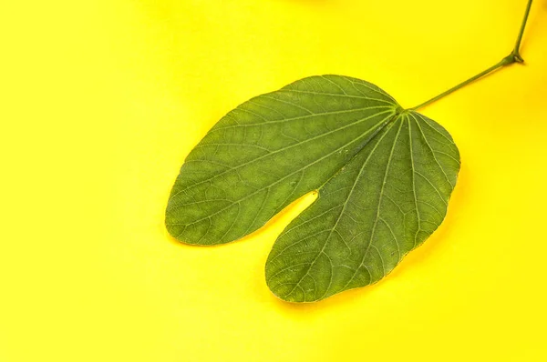 Indian Festival Dussehra Montrant Feuille Piliostigma Racemosum Sur Fond Jaune — Photo