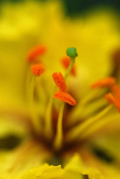 Flor amarilla sobre fondo verde. De cerca. Resumen Antecedentes —  Fotos de Stock