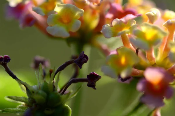 Multi- colored (Coloured) Lantana flowers. Beautiful Colorful Hedge Flower, Weeping Lantana, — Stock Photo, Image