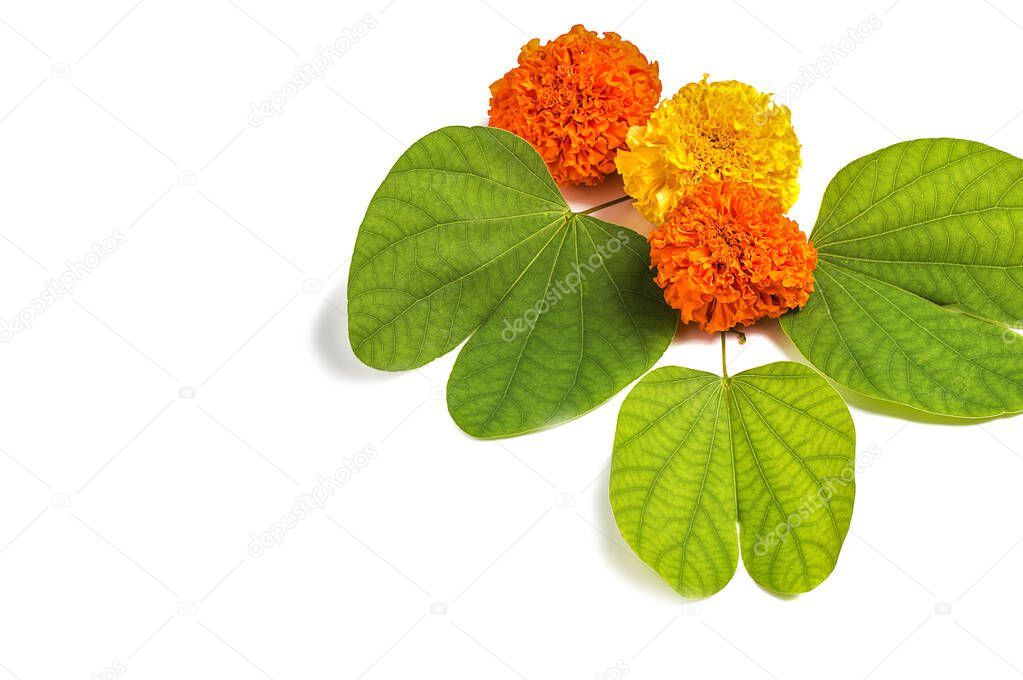 Indian Festival Dussehra, showing golden leaf (Piliostigma racemosum) and marigold flowers on white background. Piliostigma racemosum. Greeting card.
