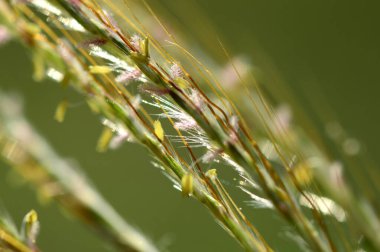 Çim, şube yaprakları ve güzel bahar çiçekleri ile bulanıklık
