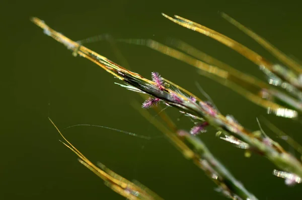 Herbe, branche avec feuilles et belles fleurs printanières, flou — Photo