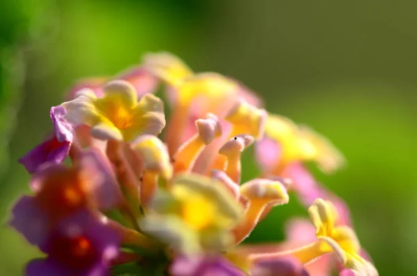 Mehrfarbige (farbige) Lantana-Blüten. schöne bunte Heckenblume, weinende Lantanas, — Stockfoto