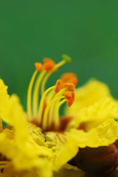 绿色背景的黄色花朵。 靠近点 摘要背景 — 图库照片