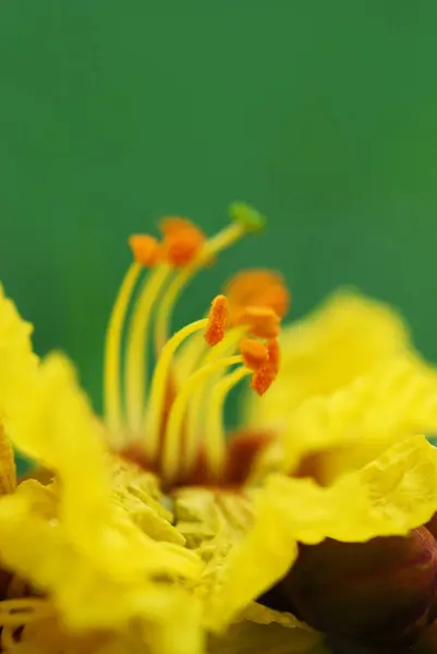 绿色背景的黄色花朵。 靠近点 摘要背景 — 图库照片