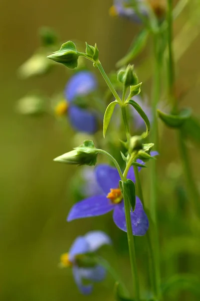 紫罗兰花，草色模糊，绿色背景 — 图库照片