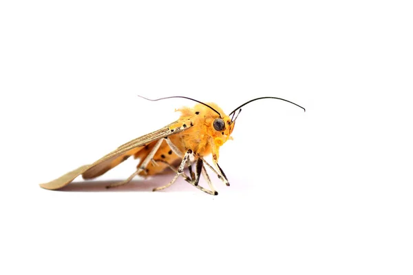 白い背景の死んだ蛾 — ストック写真