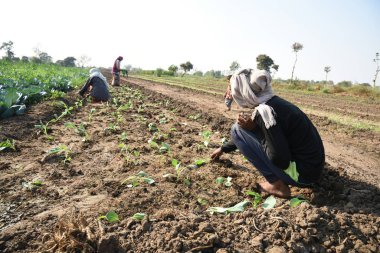 Amravati, Maharashtra, Hindistan, 3 Şubat 2017: Kimliği belirlenemeyen Hintli tarım işçisi tarlaya lahana ekiyor ve organik çiftlikte bir avuç lahana tutuyor..