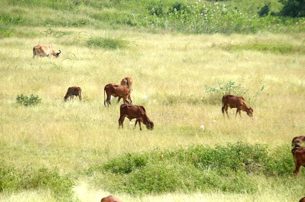 Vacas y toros están pastando en un campo de hierba exuberante — Foto de Stock