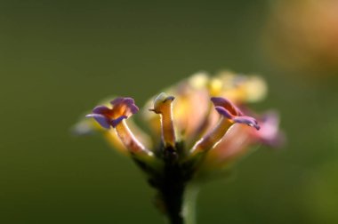 Çok renkli (Renkli) Lantana çiçekleri. Güzel Renkli Çalı Çiçeği, Ağlayan Lantana,