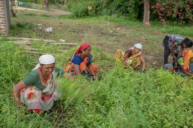 Amravati, Maharashtra, Hindistan, Temmuz - 5, 2017: Tarlada çalışan kimliği belirsiz kadın işçi, parkta bahçe işçisi, istenmeyen çimenleri kesen kadın.