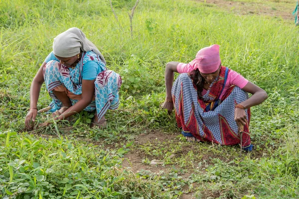 Amravati, Maharashtra, India, July - 5, 2017: Unidentified woman worker working in the field, planting scene at park, women worker cutting unwanted grass from garden. — 图库照片