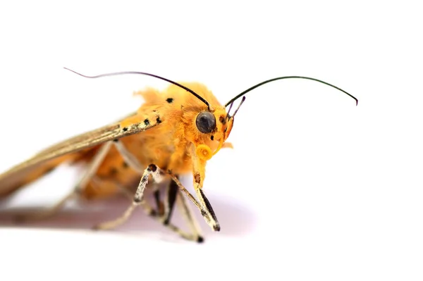 Una falena morta su sfondo bianco — Foto Stock