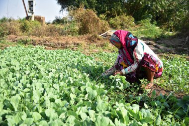 Amravati, Maharashtra, Hindistan, 3 Şubat 2017: Kimliği belirlenemeyen Hintli tarım işçisi tarlaya lahana ekiyor ve organik çiftlikte bir avuç lahana tutuyor..