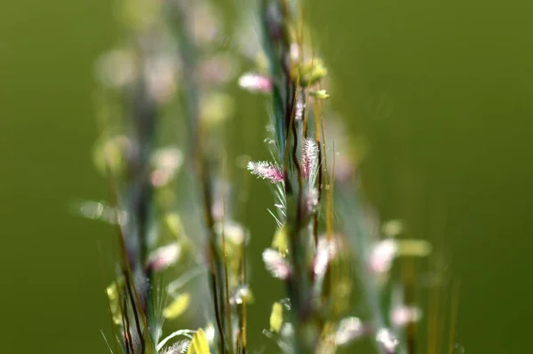 Herbe, branche avec feuilles et belles fleurs printanières, flou — Photo