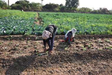 Amravati, Maharashtra, Hindistan, 3 Şubat 2017: Kimliği belirlenemeyen Hintli tarım işçisi tarlaya lahana ekiyor ve organik çiftlikte bir avuç lahana tutuyor..