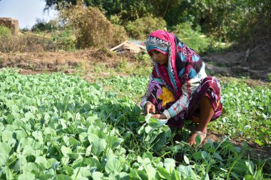 Amravati, Maharashtra, Hindistan, 3 Şubat 2017: Kimliği belirlenemeyen Hintli tarım işçisi tarlaya lahana ekiyor ve organik çiftlikte bir avuç lahana tutuyor..