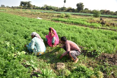 Amravati, Maharashtra, Hindistan, 3 Şubat 2017: Kimliği belirsiz Hintli tarım işçisi yeşil kişniş biçiyor ve organik çiftlikte el ele tutuşuyor..