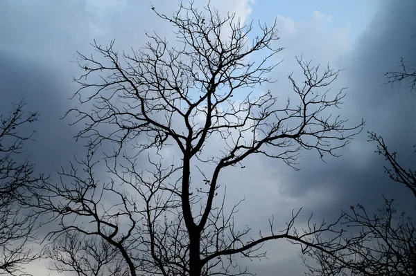 Gün batımında ağaçların siluetiyle manzara. arka ışık manzarası, — Stok fotoğraf