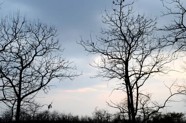 Gün batımında ağaçların siluetiyle manzara. arka ışık manzarası, — Stok fotoğraf