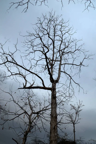 Τοπίο με Silhouette των δέντρων στο ηλιοβασίλεμα. πίσω φως τοπίο, — Φωτογραφία Αρχείου