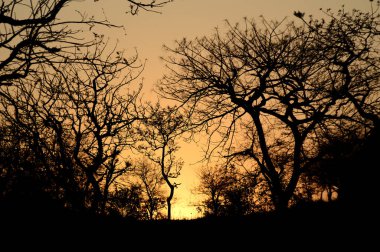 Gün batımında ağaçların siluetiyle manzara. arka ışık manzarası,