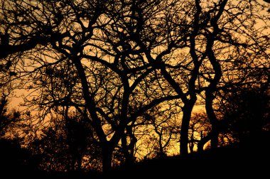 Gün batımında ağaçların siluetiyle manzara. arka ışık manzarası,